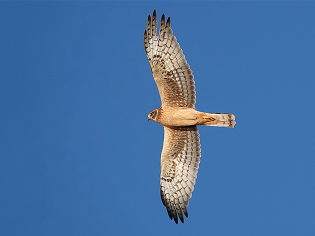 Northern Harrier by Michael Werndly